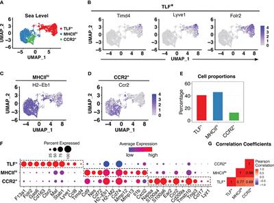 Single cell transcriptomic analyses reveal diverse and dynamic changes of distinct populations of lung interstitial macrophages in hypoxia-induced pulmonary hypertension